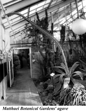 photo of agave