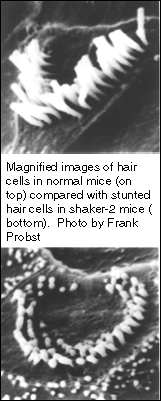 Magnified hair cells