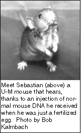 Sebastian