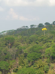 Shade coffee farm from a distance.