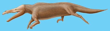 Artist's conception of male Maiacetus inuus as it would have appeared in life (above) and with skeleton overlay (below). Credit: John Klausmeyer and Bonnie Miljour, U-M Museums of Natural History.