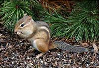 Eastern chipmunk