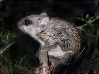 Northern flying squirrel