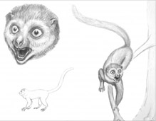 Artist's conception of Darwinius masillae.