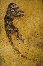 Ida, a 47-million-year-old primate fossil, may help resolve a debate about the earliest ancestors of humans.