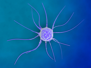 Breast cancer cell.