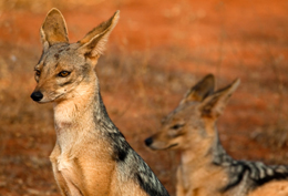 A pair of golden jackals, not presently crying out a pheal.