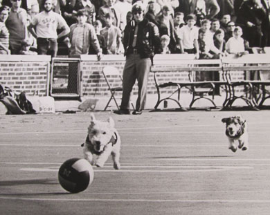 Whiskey and Brandy, cute dogs rather than vicious wolverines, were mascots of a sort during the late '60s and early '70s. (Photo courtesy Bentley Historical Society.)