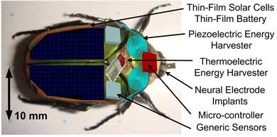 a graphic of a beetle with electronic devices attached to its back and head, with labels describing the names of parts, including batteries, energy harvester, and neural electrode implants