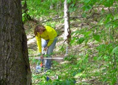 A researcher at work in a stand of maple trees. (Photo courtesy Sierra Patterson and Alan Talhelm.)