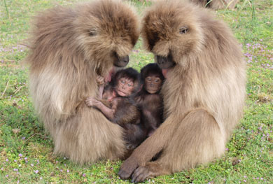 Two sisters rest with their new born infants. Image credit: Noah Snyder-MacklerTwo sisters rest with their new born infants. Image credit: Noah Snyder-Mackler