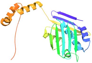Illustration depicting the three-dimensional structure of the stress-specific protein Hsp33. Image credit: Ursula Jakob