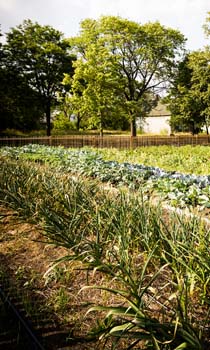 Rows of green shoots have taken the place of abandoned lots. (Image by Dave Lewinski.)