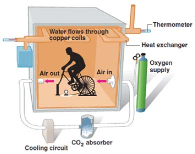Graphic of a person burning calories.