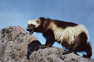 Wolverine in the wild.