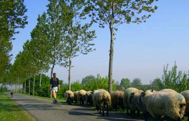 shepherd.