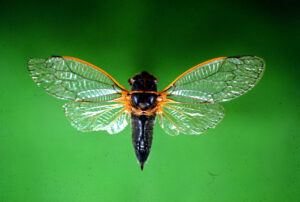 Close up of a Cicada with it's wings spread.