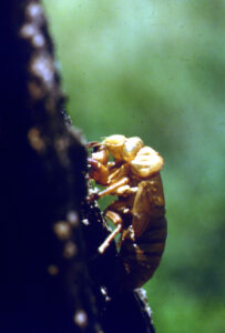 Close up of Cicada ballooning out of it's shell on a tree trunk.