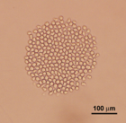 A colony of blood-forming stem cells after seven days in culture. Image courtesy of Daisuke Nakada.