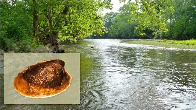 A view of Choccolocco Creek, Talledega County, Alabama, where a surviving population of the wicker ancylid limpet Rhodacmea filosa (insert, not to scale), was recently rediscovered. Credit: Paul Johnson, Alabama Aquatic Biodiversity Center 