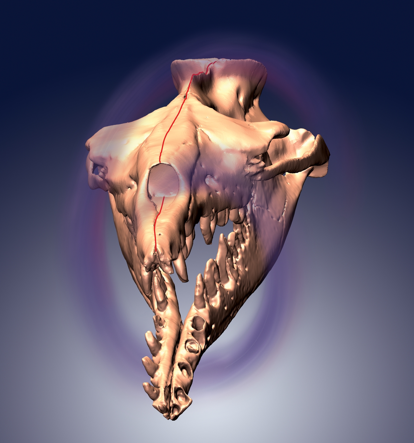 3D model of the asymmetrical skull of the archaeocete whale Basilosaurus isis, computed from CT scans. Note the leftward curvature of the midline suture of the skull (red line). The whole skull is affected by a torsion that is clockwise when viewed from the head forward (symbolized by the swirl). Asymmetry is a newly identified archaeocete characteristic and evolved in relation to directional hearing in water. Credit: Julia M. Fahlke 