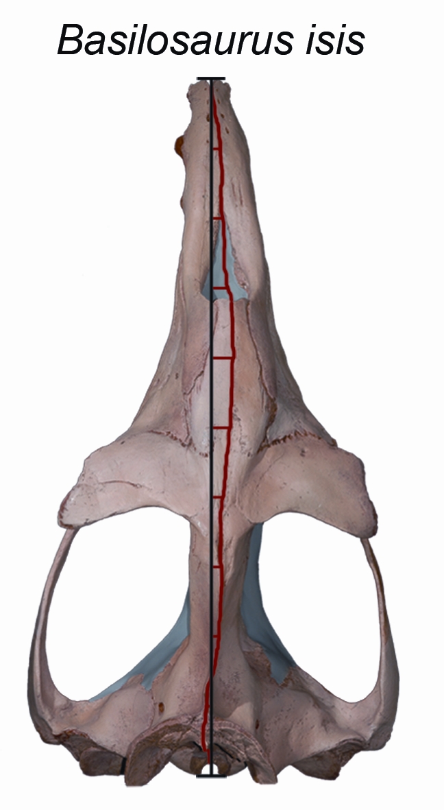 Cast of the skull of Basilosaurus isis, seen from the top, showing the deviation of the midline of the skull (red) from a straight line (black) connecting the tip of the snout with the back of the skull. Note that most of the midline lies to the right of the straight line, meaning that the skull is bent to the left. Credit: Julia M. Fahlke 