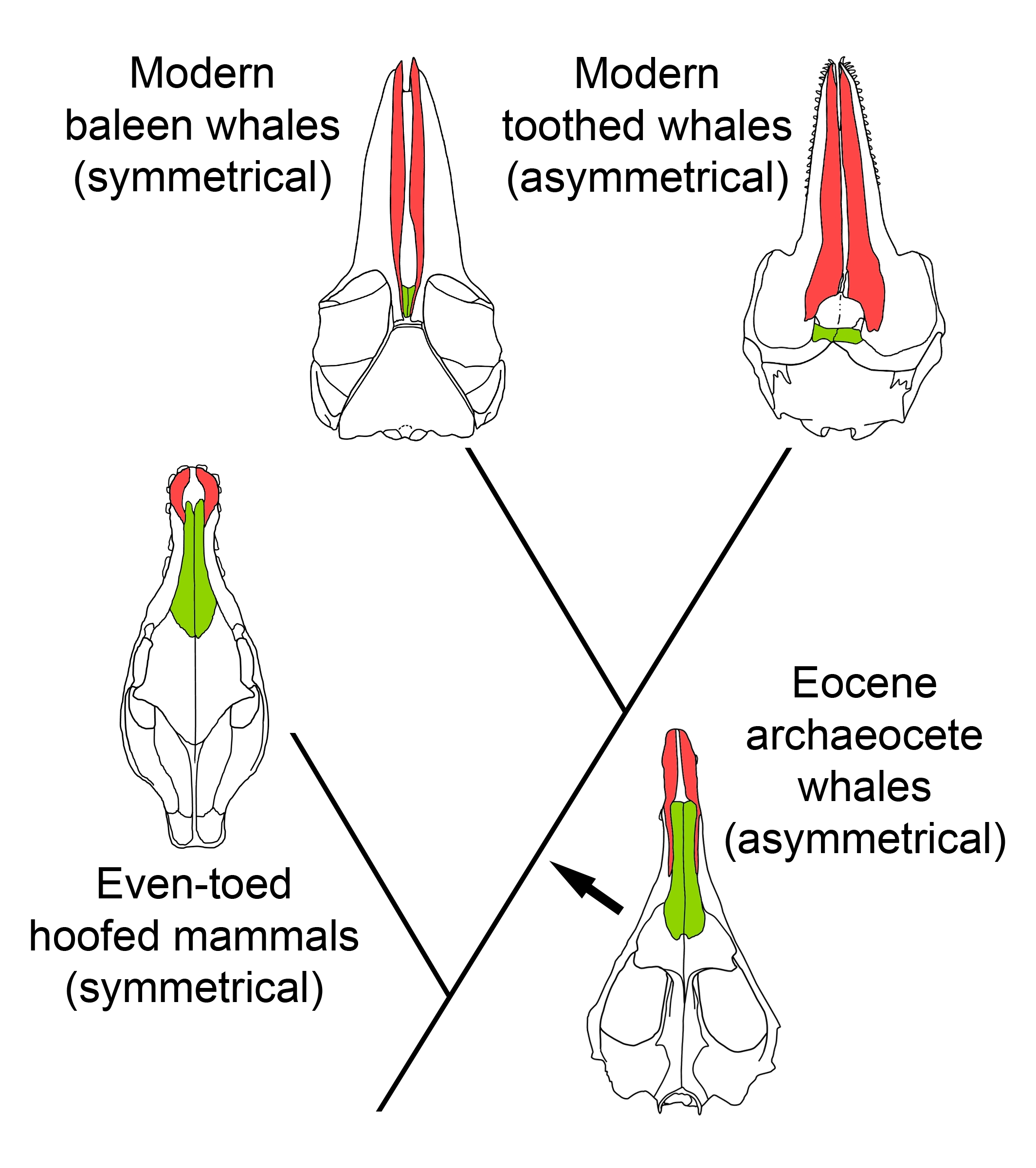 Evolutionary relationships between terrestrial even-toed hoofed mammals (artiodactyls), Eocene archaeocete whales, and modern toothed and baleen whales. The skulls of archaeocetes and toothed whales are asymmetrical, but the skulls of artiodactyls and baleen whales are symmetrical. Asymmetry evolved in archaeocetes and was later exaggerated in toothed whales. Asymmetry was reduced in baleen whales. Credit: Julia M. Fahlke 