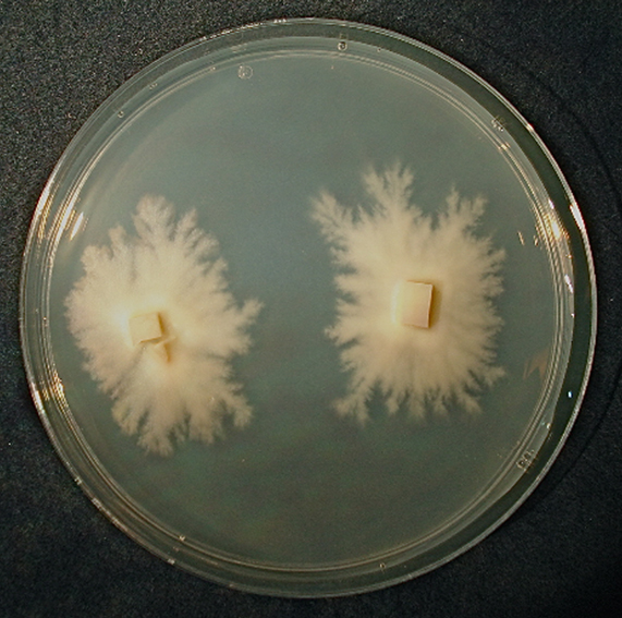 Pure culture of Archaeorhizomyces finlayi grown for six months on solid media in a petri dish (9 cm diameter). Credit: Timothy James 