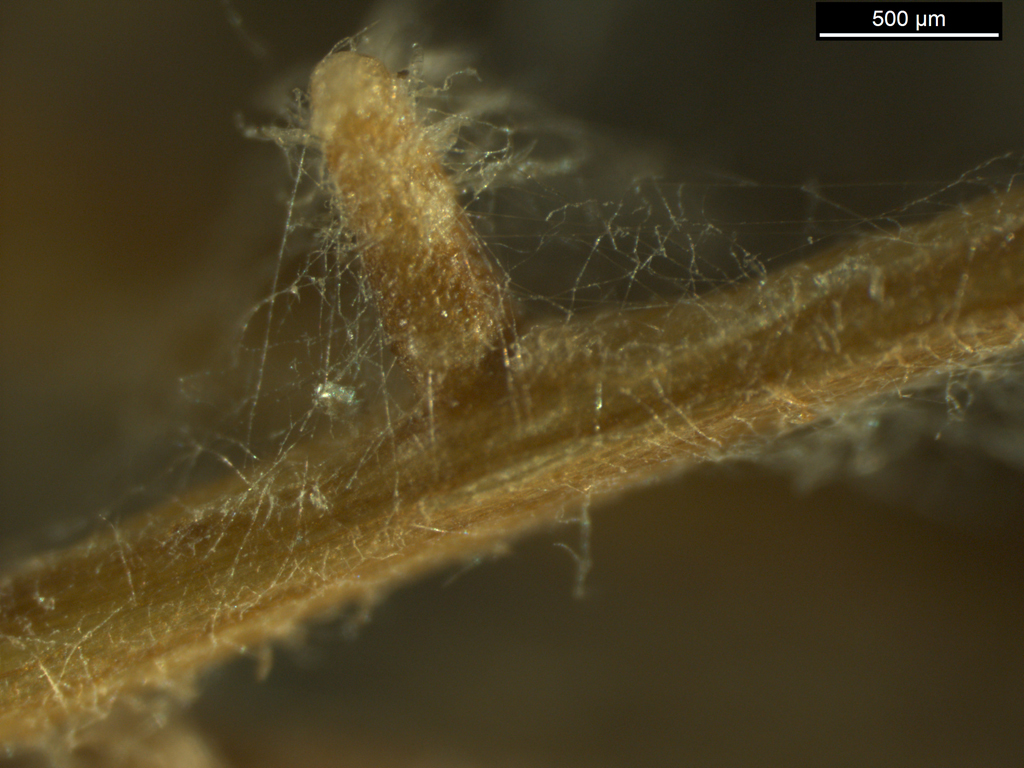 Archaeorhizomyces finlayi was isolated from a coniferous root tip with mycorrhizae (fungi that colonize plant roots) but the researchers have not been able to demonstrate that A. finlayi forms ectomycorrhizal structures on roots in the lab. Credit: Audrius Menkis