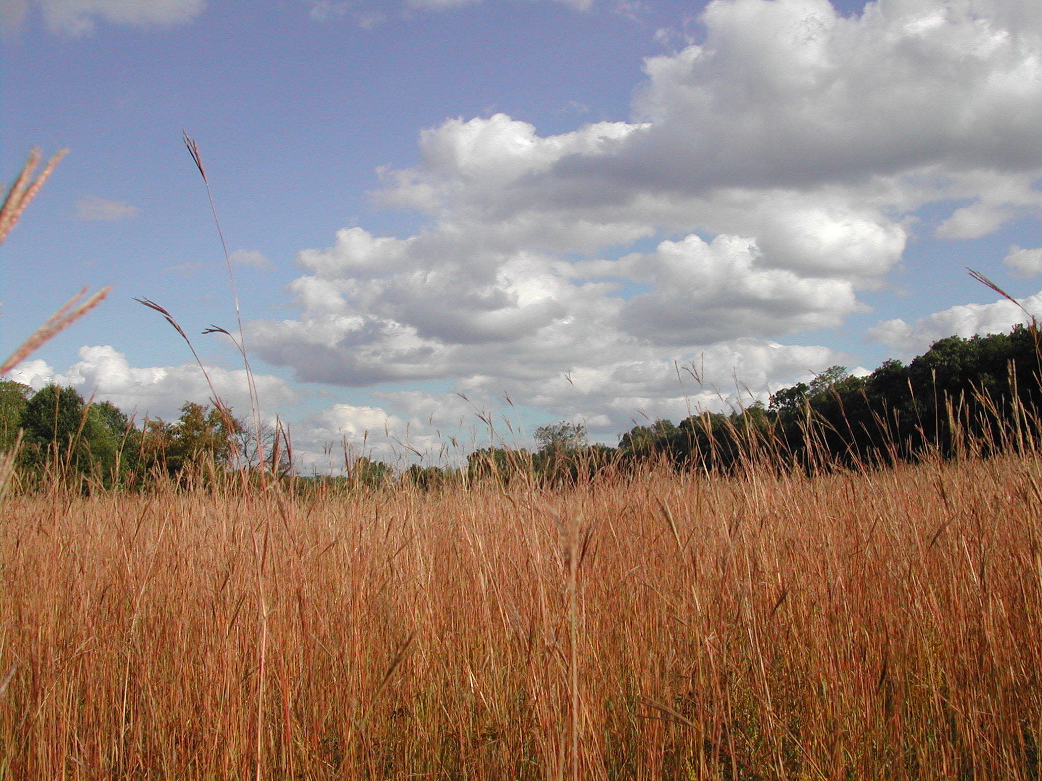 Prairie at Alex Dow Field, Nichols Arboretum. Photo courtesy U-M Matthaei Botanical Gardens & Nichols Arboretum