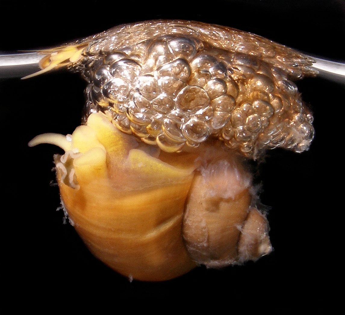 A rare bubble-rafting brown janthina snail, Recluzia cf. jehennei. Scientists believe the bubble float evolved from an ancestral egg mass. Credit: Denis Riek