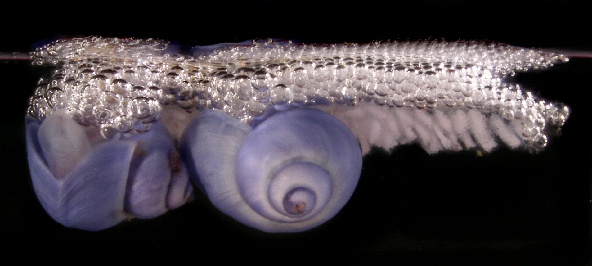 Two female bubble-rafting violet snails, Janthina exigua. Scientists believe the bubble float evolved from an ancestral egg mass. Egg capsules are attached to the underside of the floats. Credit: Denis Riek