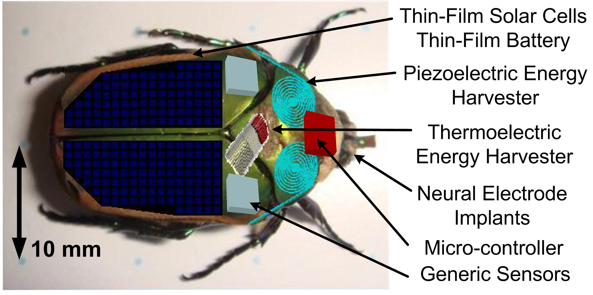 Image courtesy of Erkan Aktakka