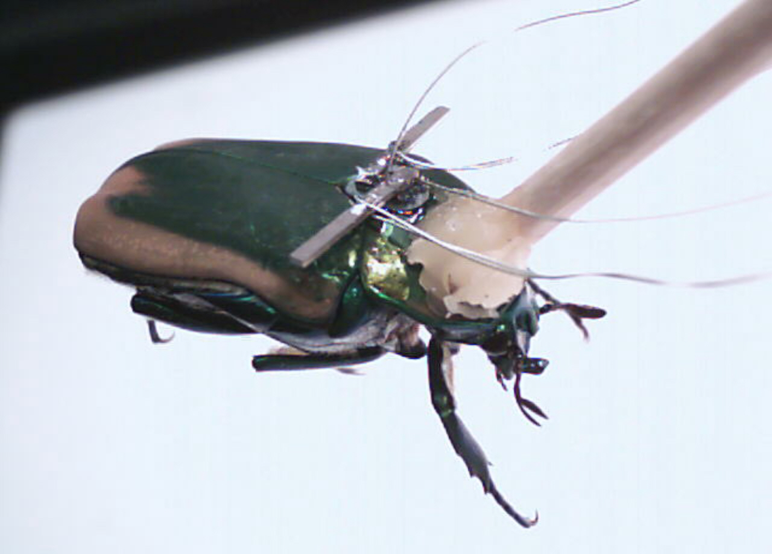 Through a device invented at the University of Michigan, an insect's wing movements can generate enough electricity to power small sensors such as a tiny camera, microphone or gas sensor. Image courtesy of Erkan Aktakka