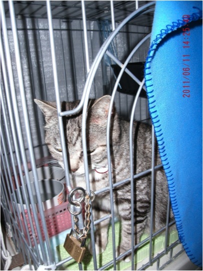 A quake survivor's cat is locked in a cage at an evacuation center in Fukushima Prefecture.
