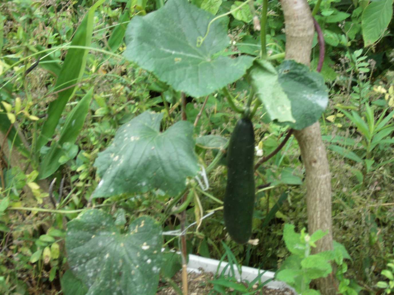 A cucumber dies on the vine in a garden that is off limits now because of  radiation contamination from the Fukushima Daiichi Nuclear Plant