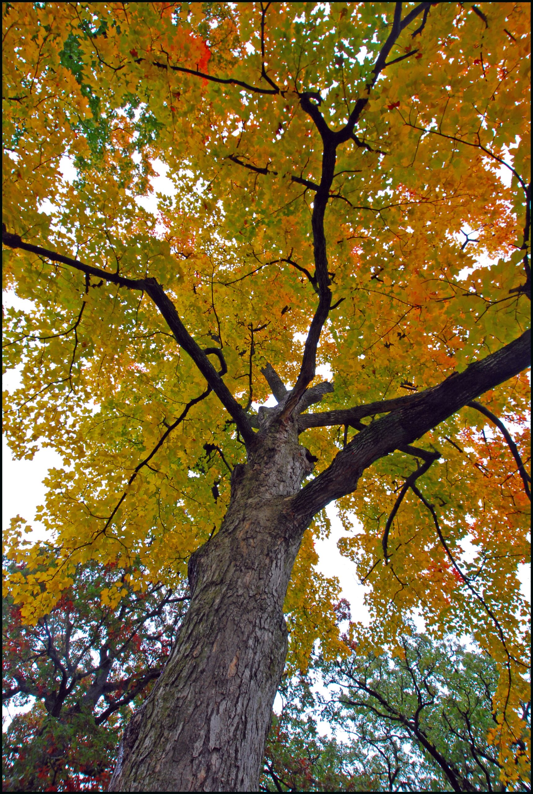 A sugar maple displays its fall foliage. Photo courtesy of flickr.com user tlindenbaum