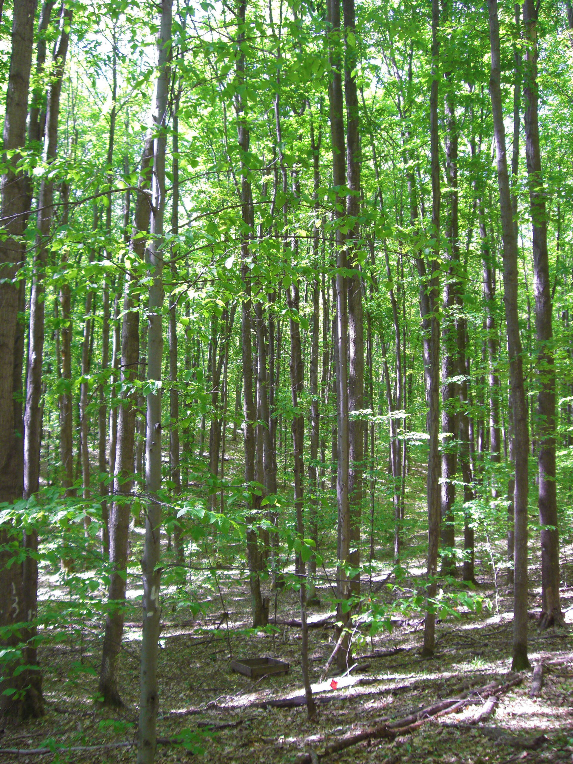 A stand of Michigan sugar maples. Photo courtesy of Sierra Patterson and Alan Talhelm