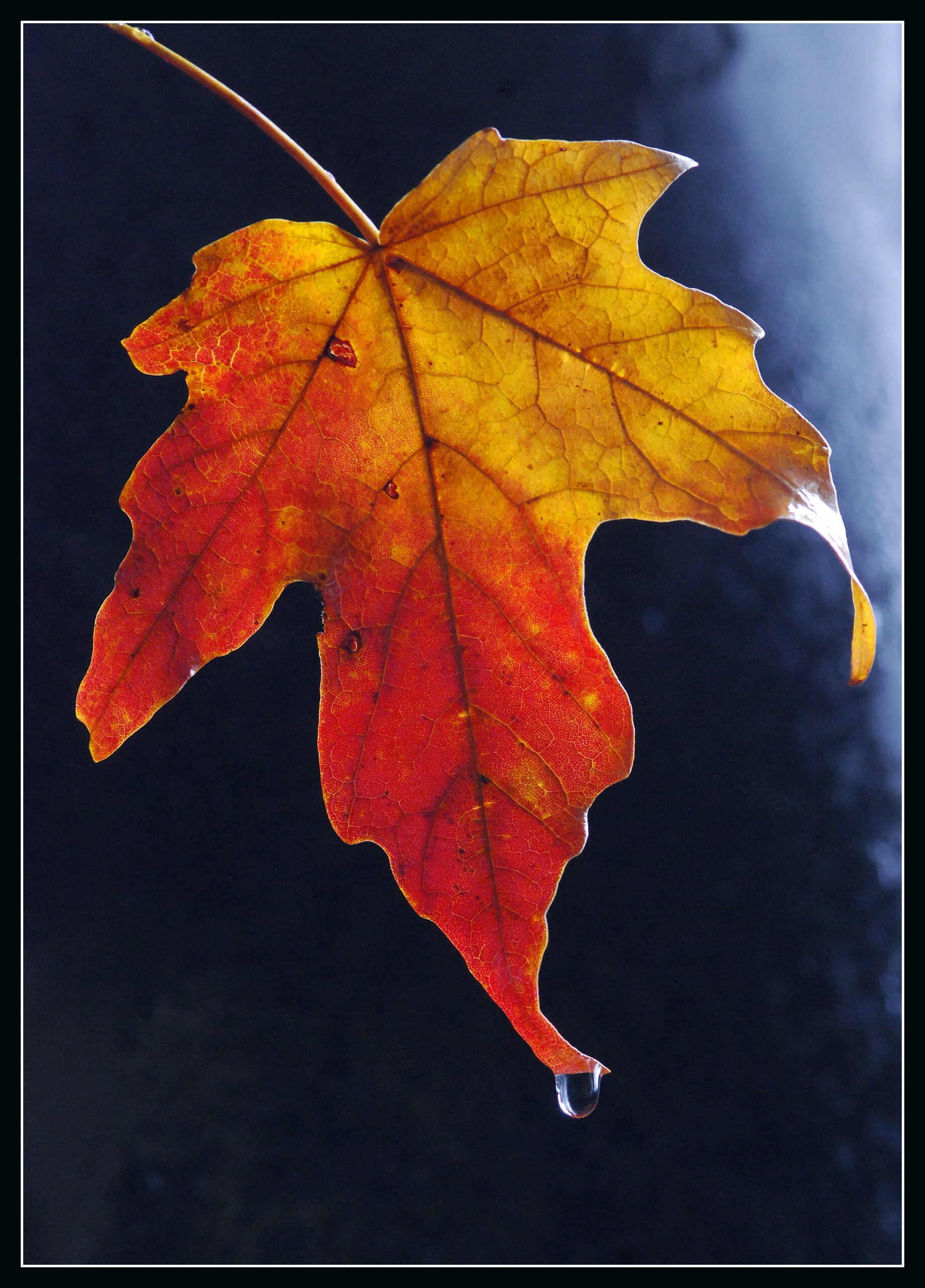 Sugar maple leaf. Photo courtesy of flickr.com user tlindenbaum