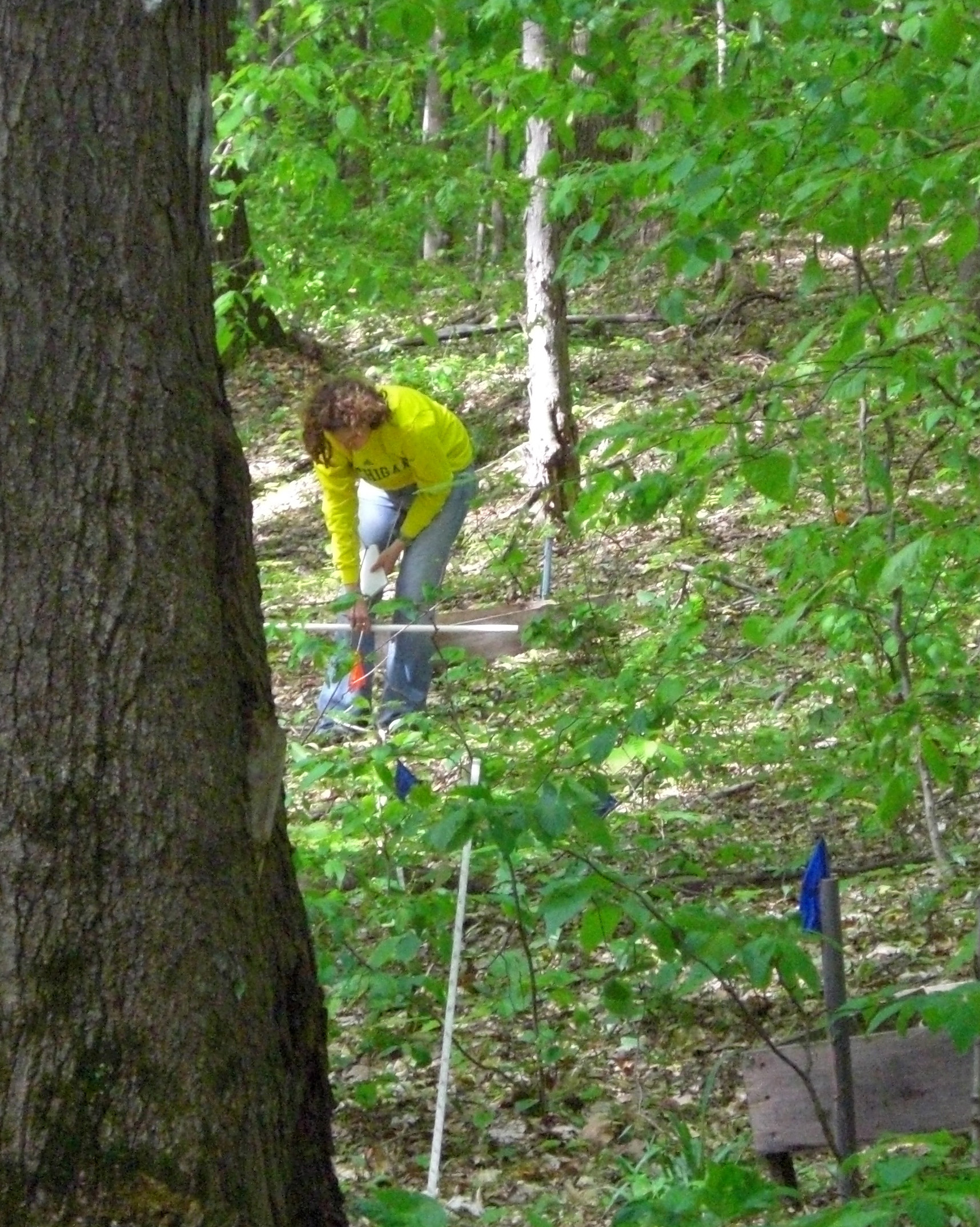 A researcher at one of four sugar maple research sites in Michigan. Photo courtesy of Sierra Patterson and Alan Talhelm