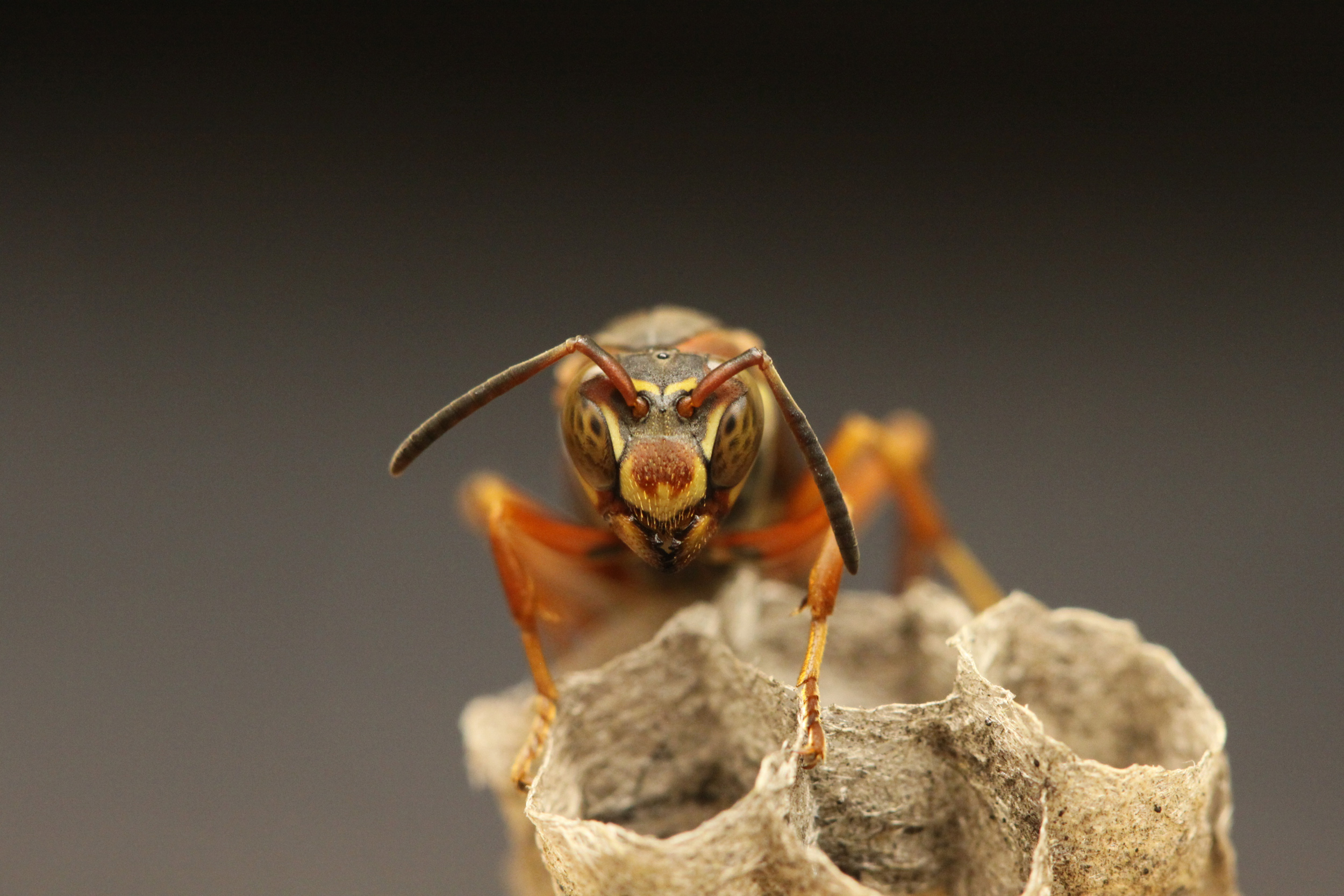 Like humans, Polistes fuscatus paper wasps recognize individuals by their unique facial patterns. This photo shows a paper wasp queen on an early nest. Credit: Michael Sheehan