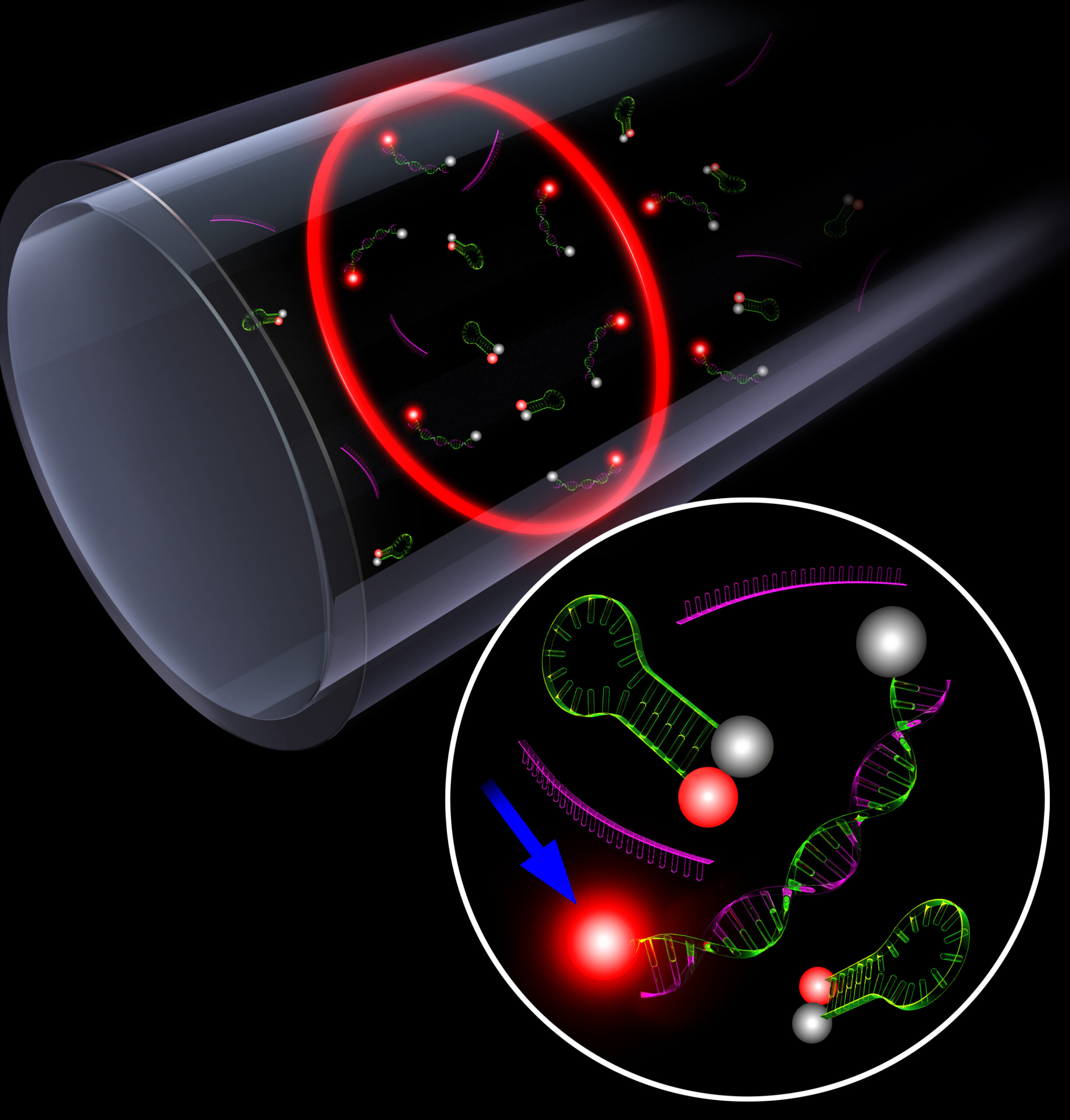 Researchers have developed a highly sensitive technique based on laser emission for differentiating a target DNA strand from strands that contain single base mismatches. Laser emission is used to amplify the small difference in signals that are generated by the different strands after they bind with a molecular beacon. The conversion is similar to analog-to-digital. Image: Christopher Burke