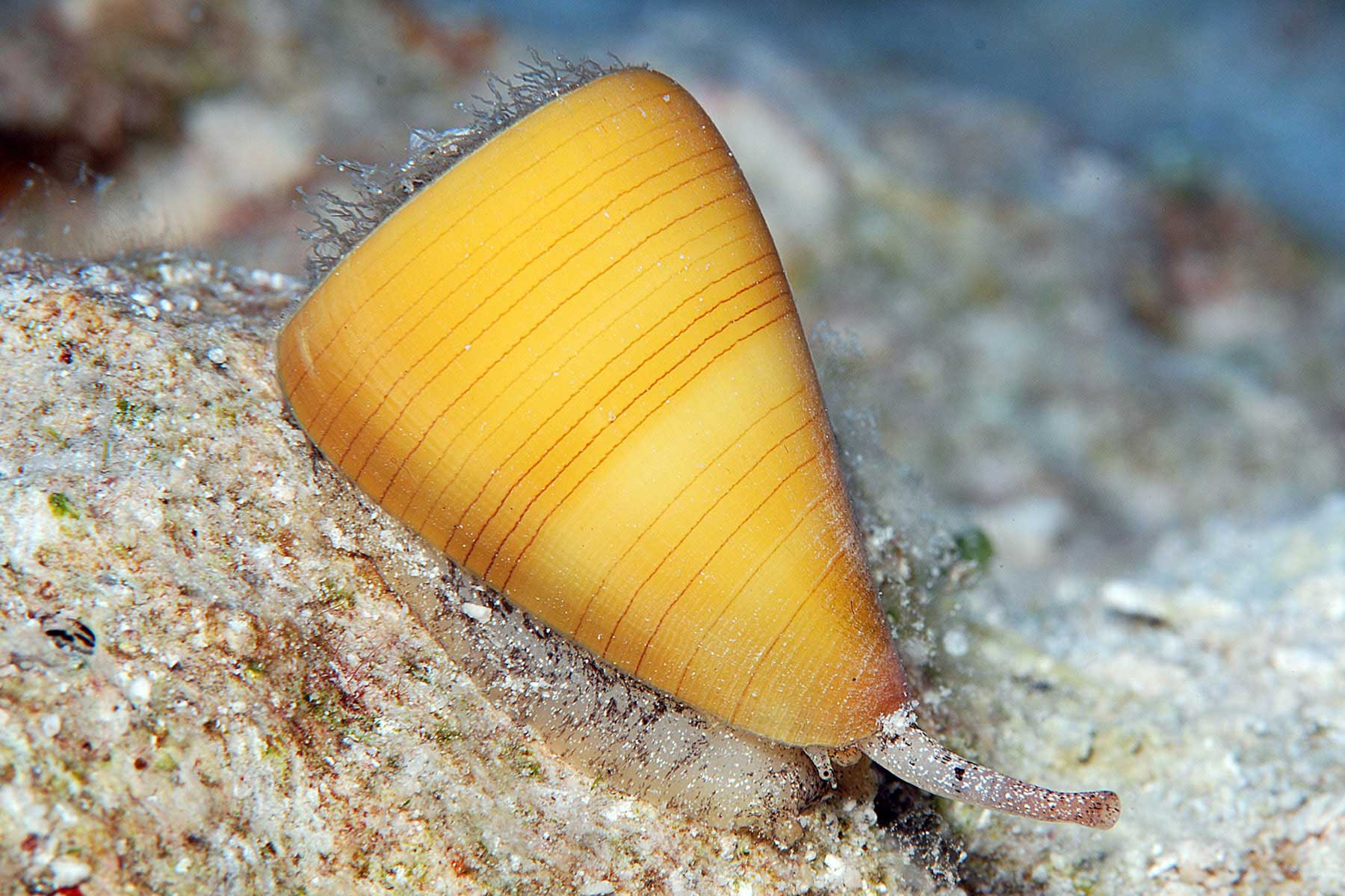 When tropical marine cone snails sink their harpoon-like teeth into their prey, they inject paralyzing venoms made from a potent mix of more than 100 different neurotoxins. Shown here is the oak cone, Conus quercinus, one of the species examined in the U-M study. Comparisons of toxin genes of this and closely related species show that differences in venom composition among Conus species result from coupled processes of extensive gene duplication and rapid gene evolution, phenomena that are presumably driven by dietary specializations. Image credit: Jeanette Johnson