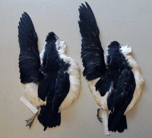 Closeup of flat skins from two Newell's shearwaters. Image credit: Janet Hinshaw
