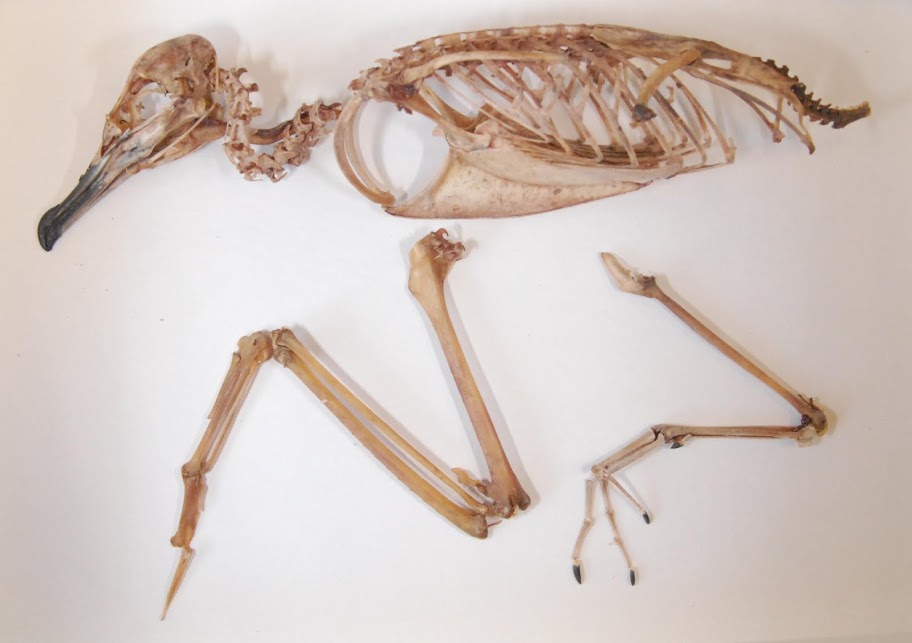 A Newell's shearwater skeleton. Photo by Janet Hinshaw