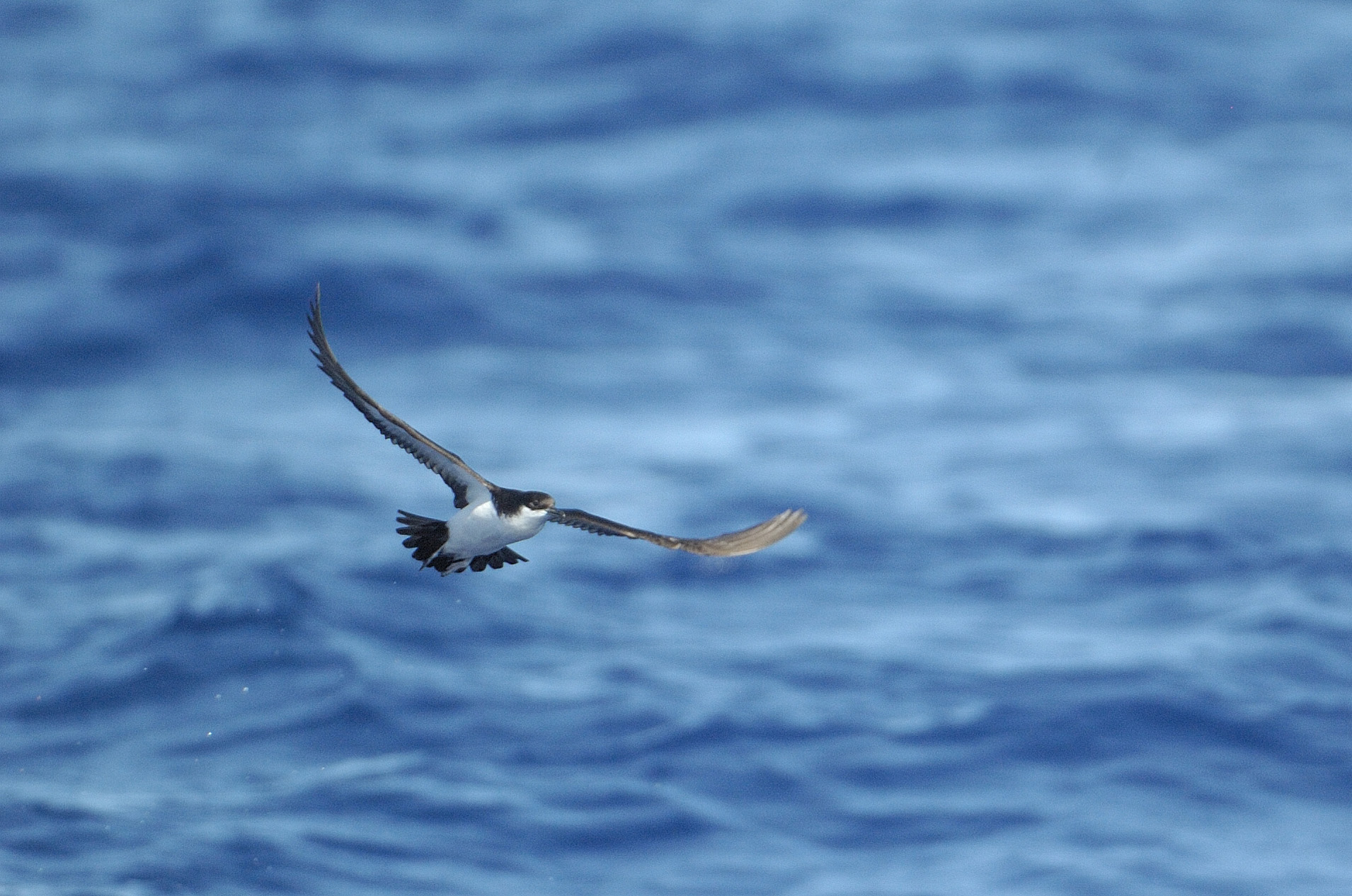 A Newell's shearwater in flight. Image credit: Photo by Jim Denny / Kaua`i Birding Tours, LLC
