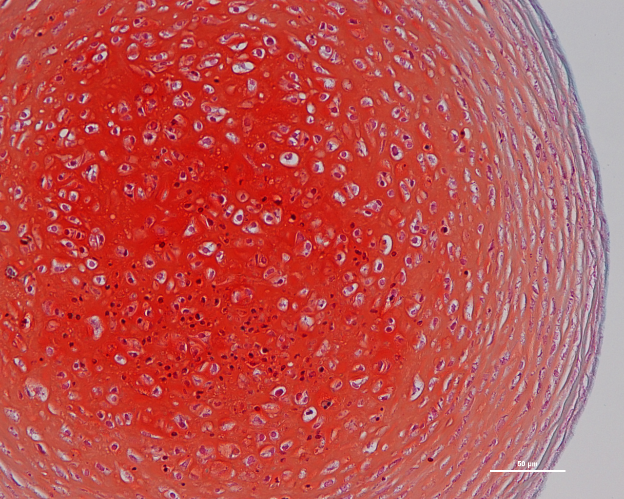 Adult-derived, induced stem cells have been turned into cartilage cells on a contaminant-free surface developed at U-M. Image credit: Villa-Diaz, L.G., Brown, S.E., Liu, Y. Ross, A.M., Lahann, J.M., Krebsbach, P.H., University of Michigan