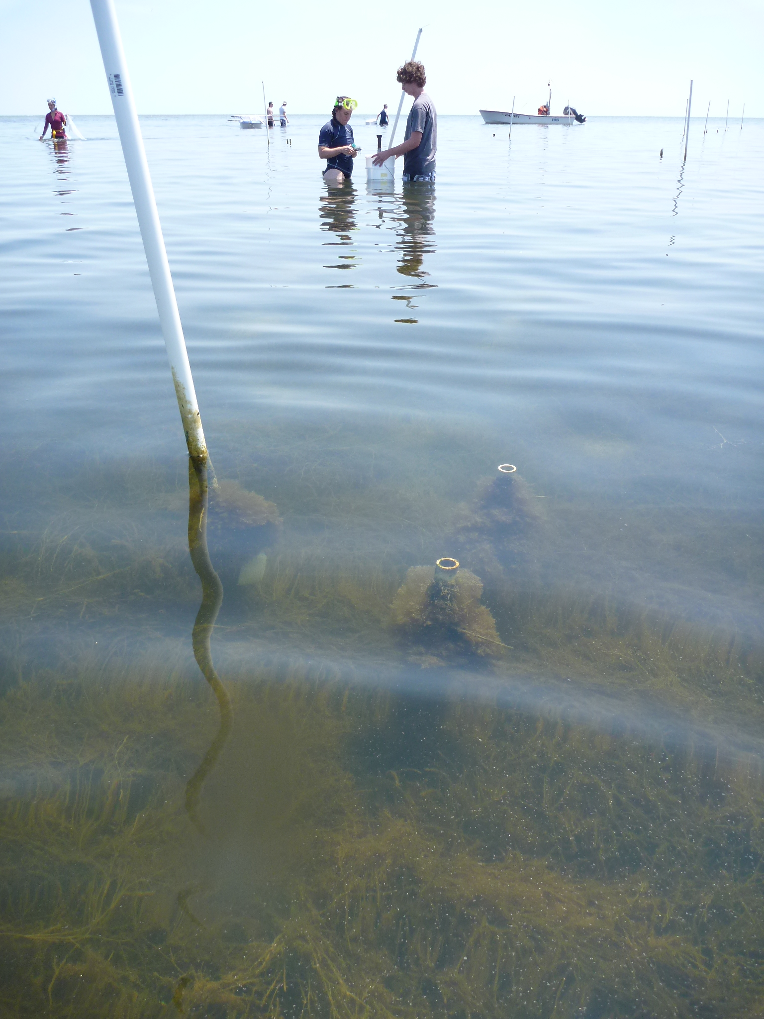 Researchers measure how changing estuarine food webs influence sediment biogeochemistry at a Chesapeake Bay site. Image credit: Emmett Duffy