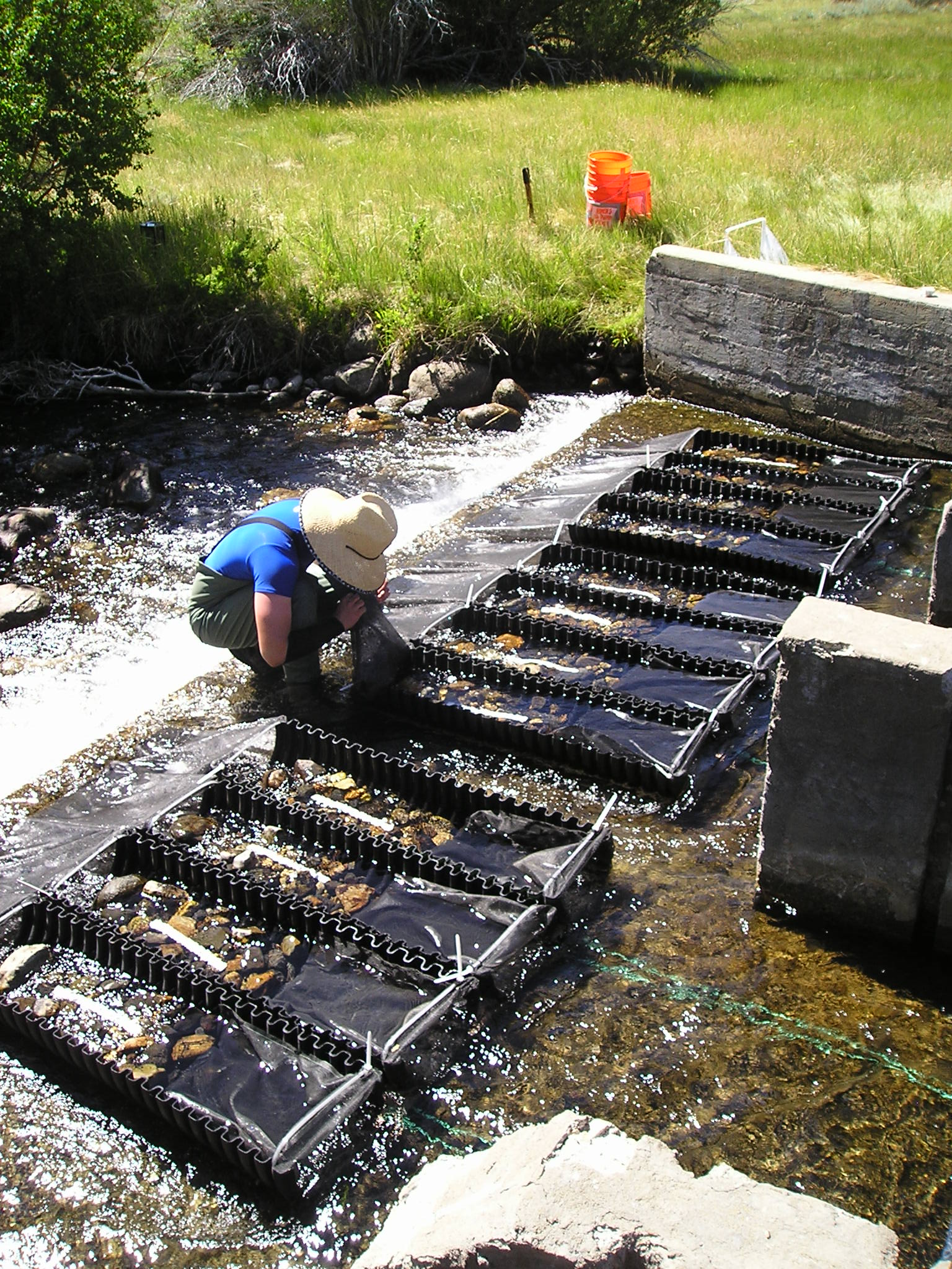 Researcher sampling at a stream biodiversity experiment. Image credit: Brad Cardinale