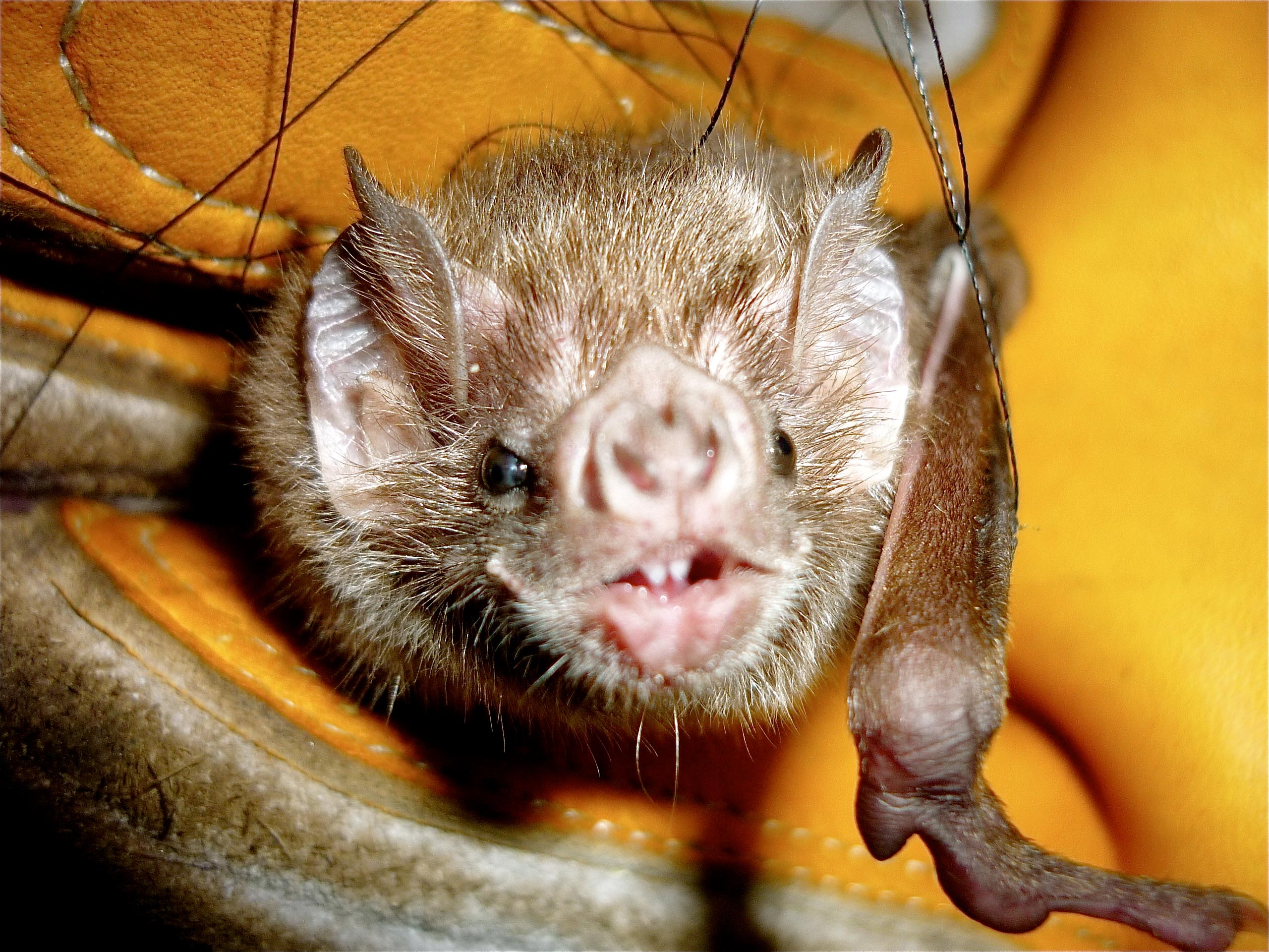 Close-up of a common vampire bat. Credit: Oscar Centty, National University of San Marcos.